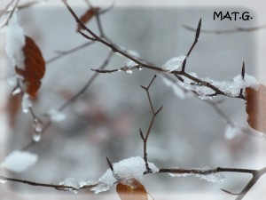 feuilles-gelees-hiver